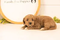 Odessa - Medium, a female Goldendoodle for sale in Goshen, IN – 3 of 4