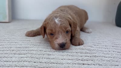 Katiedid - Mini, a female Goldendoodle for sale in Goshen, IN – 4 of 4