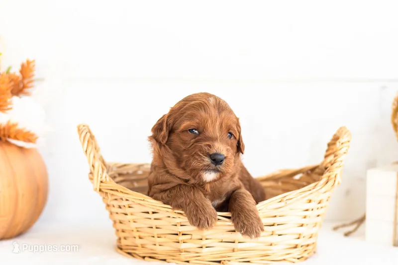 Nana - Micro – Goldendoodle puppy for sale in Goshen, IN
