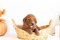 Nana - Micro, a female Goldendoodle for sale in Goshen, IN – 1 of 4