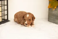 Jade - Micro, a female Goldendoodle for sale in Goshen, IN – 1 of 5