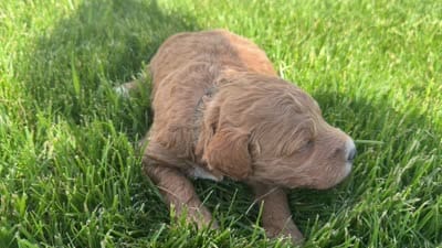 Levi - Medium, a male Goldendoodle for sale in Goshen, IN – 5 of 5