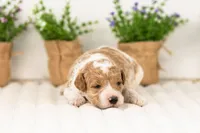 Luca - Medium, a male Goldendoodle for sale in Goshen, IN – 3 of 4
