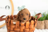 Summer - Mini, a male Miniature Goldendoodle for sale in Goshen, IN – 1 of 3