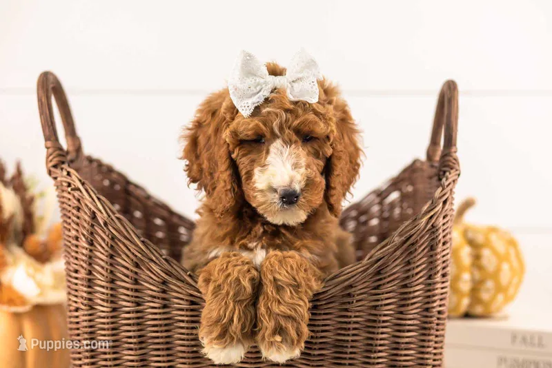 Kanga - Medium – Goldendoodle puppy for sale in Goshen, IN