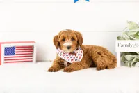 Fido - Mini, a male English Goldendoodle for sale in Goshen, IN – 2 of 10