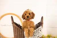 Savannah - Mini, a female Miniature Goldendoodle for sale in Goshen, IN – 1 of 10