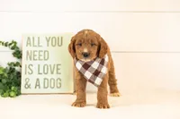 Chesney - Medium, a male Goldendoodle for sale in Goshen, IN – 3 of 3