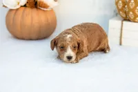 Amos - Mini, a male Goldendoodle for sale in Goshen, IN – 4 of 4
