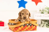 Benji - Micro, a male Goldendoodle for sale in Goshen, IN – 4 of 4