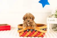 Cobalt - Micro, a male Goldendoodle for sale in Goshen, IN – 3 of 3