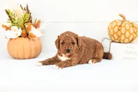 Abram - Mini, a male Goldendoodle for sale in Goshen, IN – 4 of 4