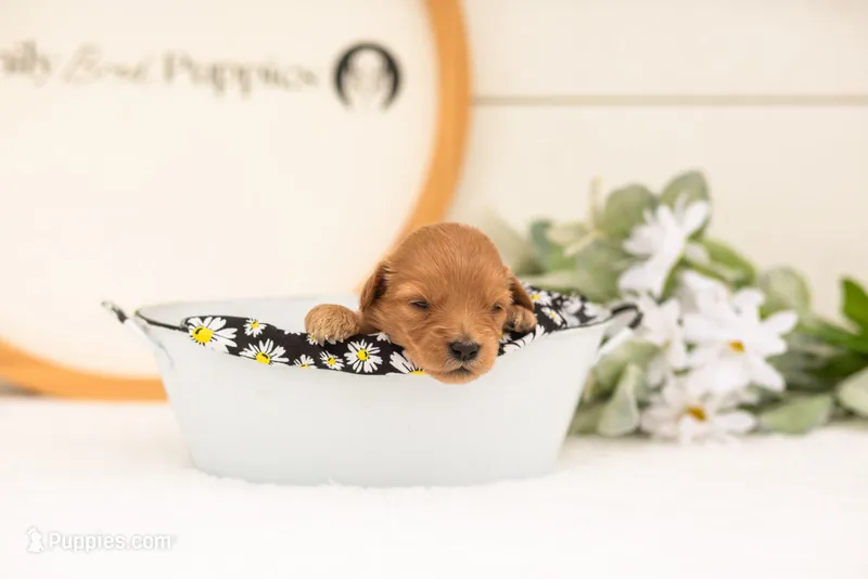 Ellie - Medium – Goldendoodle puppy for sale in Goshen, IN