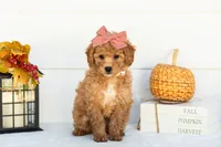 Mantis - Mini, a female Goldendoodle for sale in Goshen, IN – 2 of 9