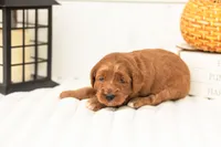 Dottie - Micro, a female Goldendoodle for sale in Goshen, IN – 1 of 4