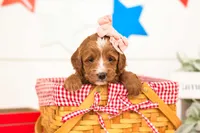 Leia - Micro, a female Goldendoodle for sale in Goshen, IN – 3 of 3