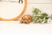 Ezra - Medium, a male Goldendoodle for sale in Goshen, IN – 2 of 3