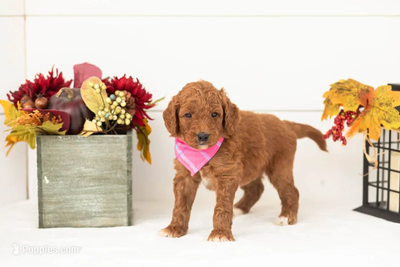 Pooh - Medium – Goldendoodle puppy for sale in Goshen, IN