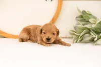 Easton - Medium, a male Goldendoodle for sale in Goshen, IN – 4 of 6