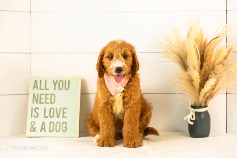 Maze - Medium – Goldendoodle puppy for sale in Goshen, IN