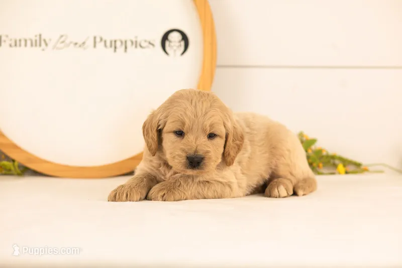 Jimmy - Medium – Goldendoodle puppy for sale in Goshen, IN