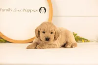 Jimmy - Medium, a male Goldendoodle for sale in Goshen, IN – 1 of 3