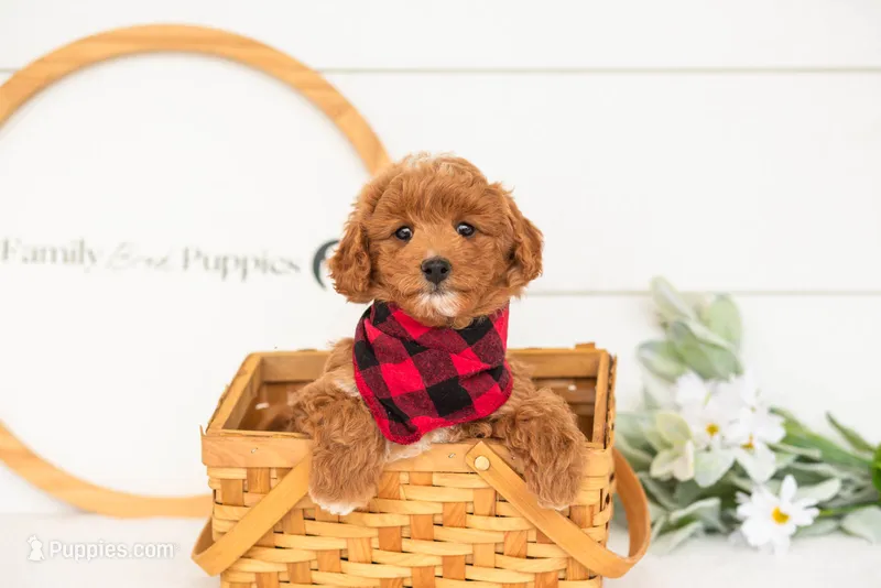 Chewie - Micro – Goldendoodle puppy for sale in Goshen, IN