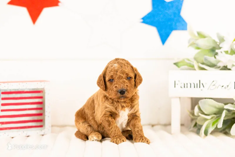 Denali - Mini – Miniature Goldendoodle puppy for sale in Goshen, IN