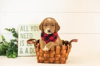 Marley - Medium, a male Goldendoodle for sale in Goshen, IN – 2 of 3