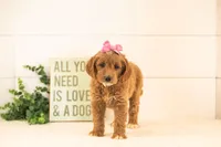 Ophelia - Medium, a female Goldendoodle for sale in Goshen, IN – 5 of 10