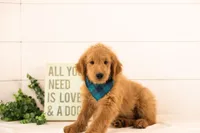 Evan - Medium, a male Goldendoodle for sale in Goshen, IN – 2 of 10