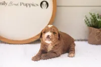 Maze - Medium, a male Goldendoodle for sale in Goshen, IN – 3 of 4
