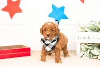 Chewie - Micro, a male Goldendoodle for sale in Goshen, IN – 2 of 4