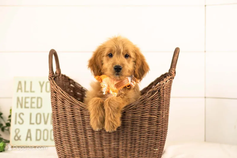 Elijah - Medium – Goldendoodle puppy for sale in Goshen, IN
