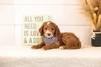 Abel - Medium, a male Goldendoodle for sale in Goshen, IN – 3 of 6