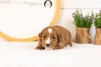 Gouda - Micro, a male Goldendoodle for sale in Goshen, IN – 3 of 4