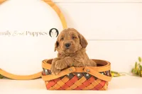 Oscar - Medium, a male Goldendoodle for sale in Goshen, IN – 2 of 4