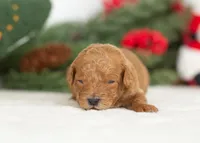 Bear - Micro, a male Goldendoodle for sale in Goshen, IN – Photo 9 of 10