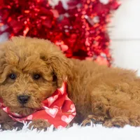 Bear - Micro, a male Goldendoodle for sale in Goshen, IN – Photo 7 of 10
