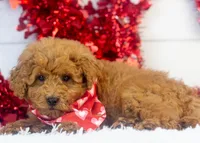 Bear - Micro, a male Goldendoodle for sale in Goshen, IN – Photo 1 of 10