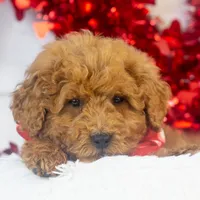 Bear - Micro, a male Goldendoodle for sale in Goshen, IN – Photo 8 of 10