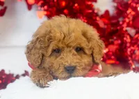 Bear - Micro, a male Goldendoodle for sale in Goshen, IN – Photo 2 of 10