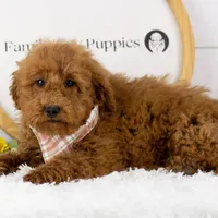 Bear - Micro, a male Goldendoodle for sale in Goshen, IN – Photo 3 of 10