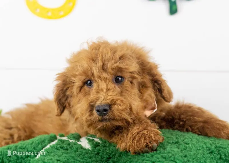 Bear - Micro – Goldendoodle puppy for sale in Goshen, IN