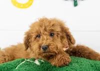Bear - Micro, a male Goldendoodle for sale in Goshen, IN – Photo 1 of 10