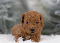 Bear - Micro, a male Goldendoodle for sale in Goshen, IN – Photo 7 of 10