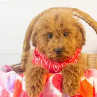 Bear - Micro, a male Goldendoodle for sale in Goshen, IN – Photo 5 of 10