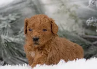 Bear - Micro, a male Goldendoodle for sale in Goshen, IN – Photo 6 of 10