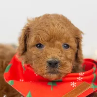 Bear - Micro, a male Goldendoodle for sale in Goshen, IN – Photo 9 of 10