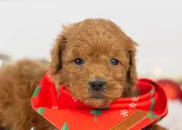 Bear - Micro, a male Goldendoodle for sale in Goshen, IN – Photo 3 of 10
